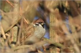 <p>VRABEC POLNÍ (Passer montanus) ----- /Eurasian tree sparrow -Feldsperling/</p>